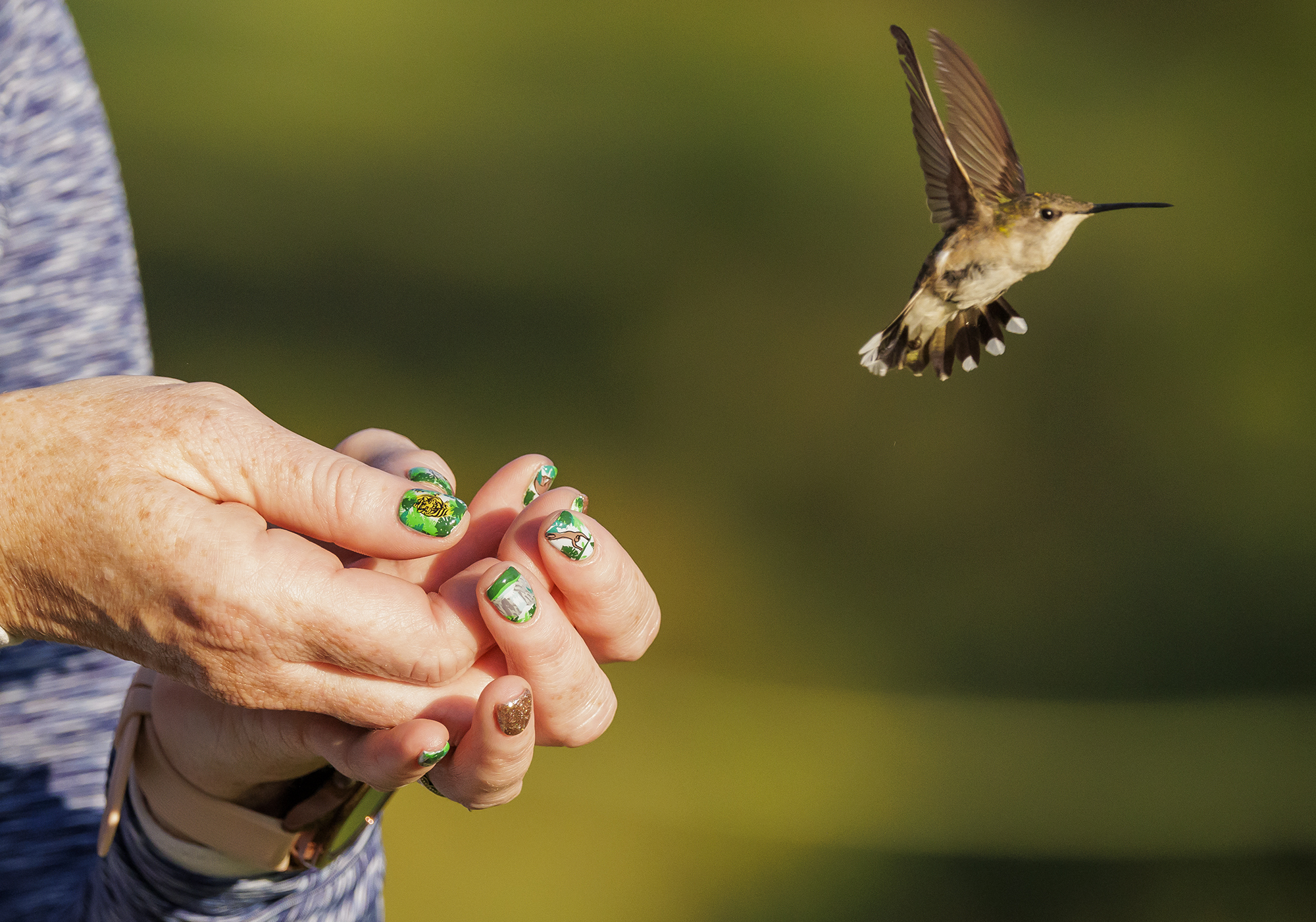 Annual Hummingbird Banding at Riverbend Park
